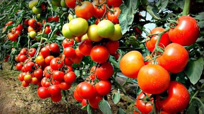 Stari bakin način, bez kemije, koji je pomogao povećati broj jajnika na paradajzu