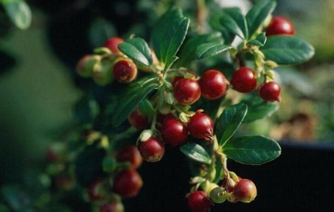 Najbolji hranjenja za lingonberry, borovnica, brusnica i drugi ericaceous