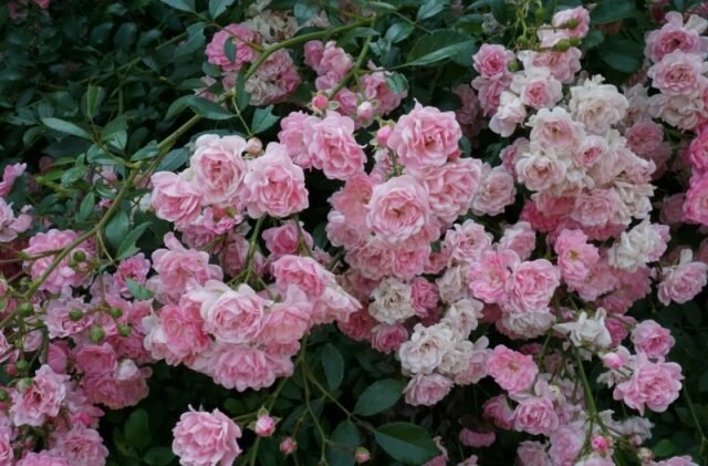 Groundcover ruže cvatu na snimanjima raznih uzrasta