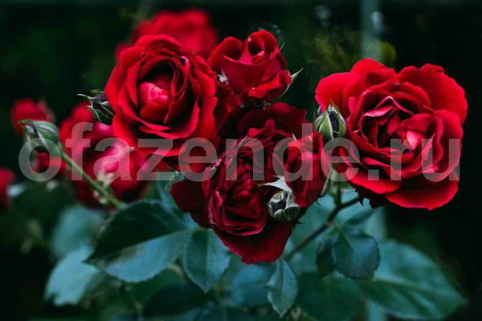 Mladi ružama. Slika za članak služi za standardnu ​​licencu © ofazende.ru