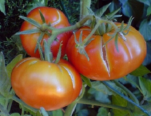 2 pogreške prilikom uzgoja rajčice, zbog kojih se plodovi se počinju ispucati
