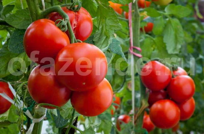 Zrelih rajčica. Slika za članak služi za standardnu ​​licencu © ofazende.ru