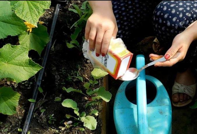 6, nestandardne načina za korištenje sode bikarbone u samoj kući, na radost