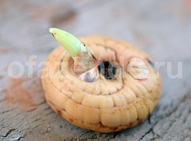 Kako smanjiti žarulja od gladiola