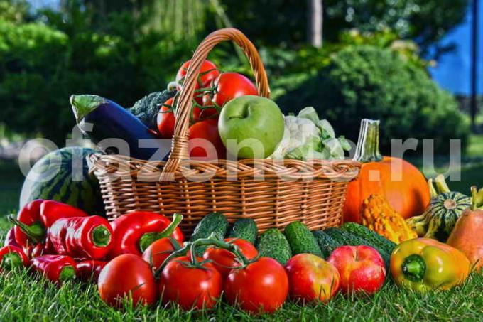 Žetva povrća. Slika za članak služi za standardnu ​​licencu © ofazende.ru