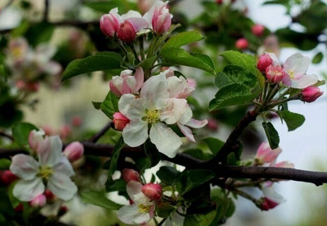 Apple cvjetovi drveća