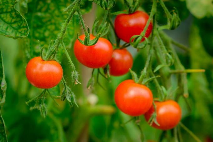 Žetva rajčice. Slika za članak služi za standardnu ​​licencu © ofazende.ru