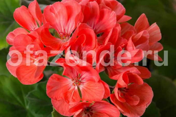 Uzgoj pelargonije. Slika za članak služi za standardnu ​​licencu © ofazende.ru