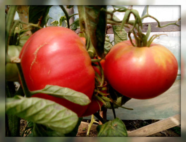 5 najboljih prinosa slatko i šećer rajčice sorti za vaš vrt