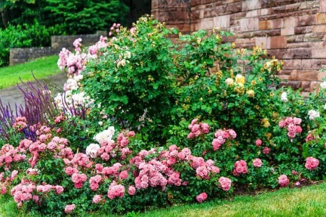 Kako stvoriti elegantan cvijet krevet od ruža - izbor sorti, pravila za njegu