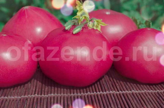 Vintage pink rajčice. Slika za članak služi za standardnu ​​licencu © ofazende.ru