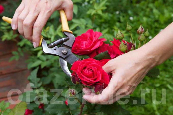 Rezidba ruža (Foto koristiti pod standardnim licencom © ofazende.ru)