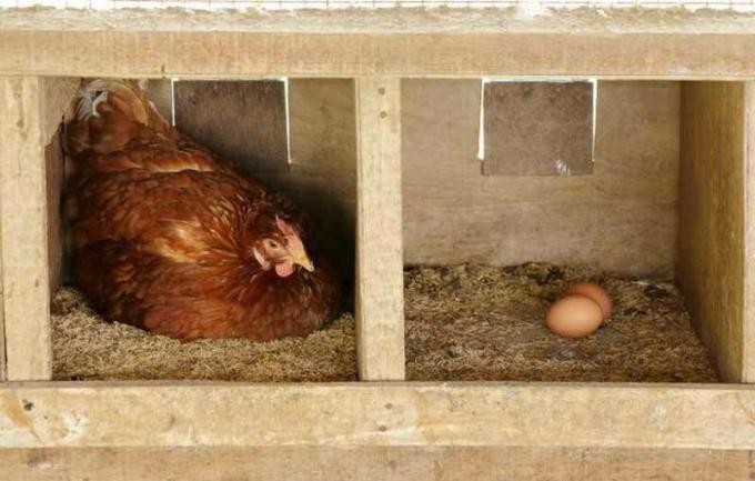 Ljuske jaja kućne više spojeva korisnih