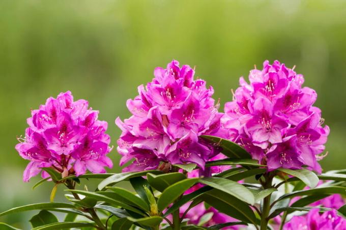 Smrzavanje otporne rhododendrons i zimovanje osip
