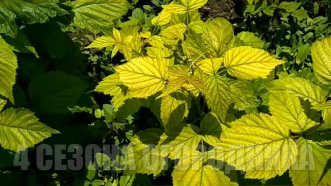 Jesu li vaši malina ostavlja okrenuo žuta? Nemojte paničariti! Kako izliječiti kloroze malina: jeftin učinkovit način. Cijena pitanje - „samosvjestan”