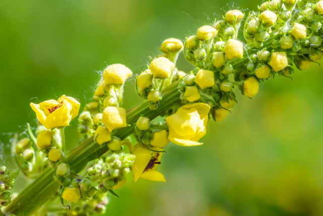 Polu-zimzelena trajnica sa žutim cvijećem