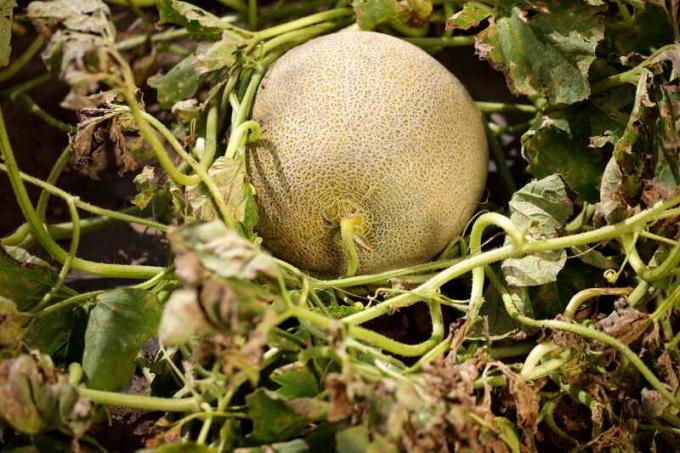Uzgoj lubenice. Slika za članak služi za standardnu ​​licencu © ofazende.ru