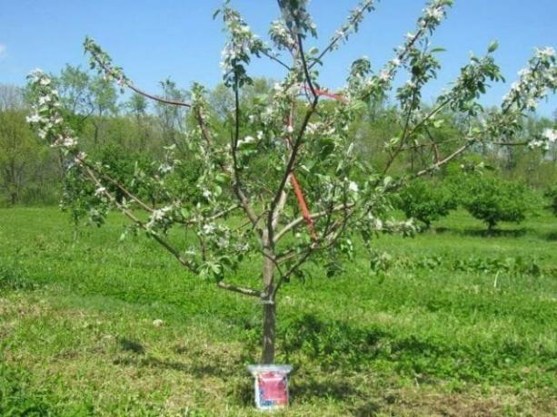 Stablo od jabuke u tri godine. Cvjeta, ali ne i voće