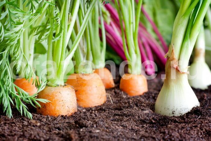 Zajednički sadnju povrća. Slika za članak služi za standardnu ​​licencu © ofazende.ru