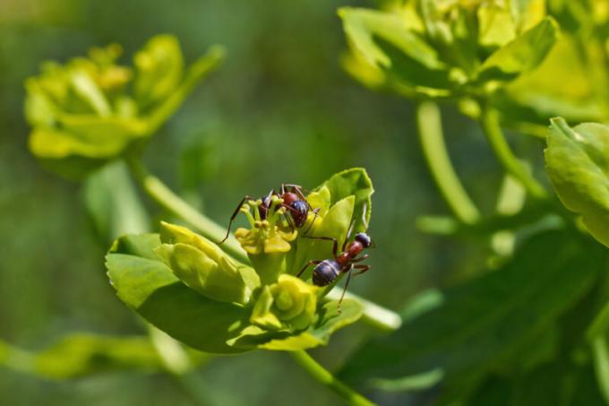 Mravi s krilima: tko su i kako se nositi s njima?
