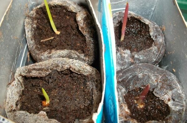Babe gladiola može biti posađeno na otvorenom terenu na jednom cvijet krevet u isto vrijeme kao i veće lukovice. Omogućio im rastu u loncima napunjenim pijeskom, humusom tla i trave.