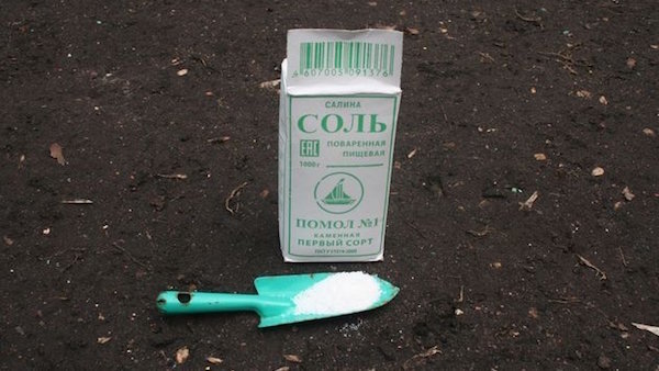 Kako ukloniti sol iz tla: boriti saliniteta vrtu