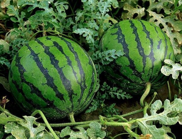 Kako rastu lubenice u zemlji i dobiti dobar urod