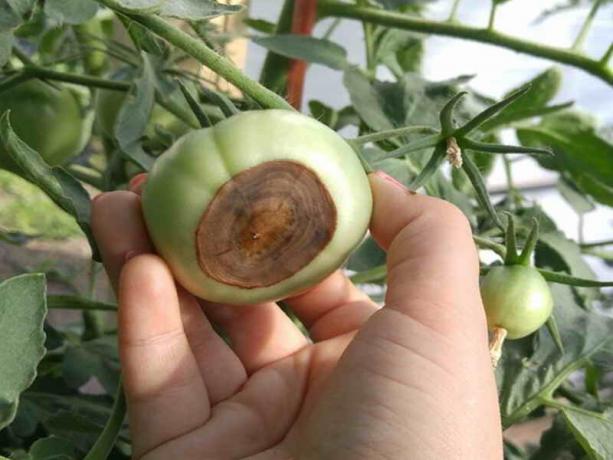 Kako bi se spriječilo formiranje biljnih čestica apikalni truleži od rajčice