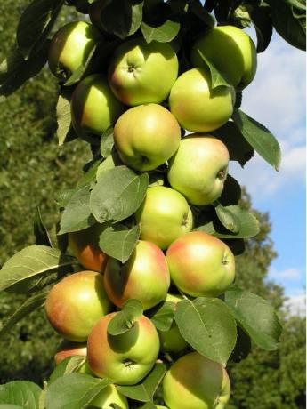 Stupolika stablo jabuke. Slika za članak koristi open source