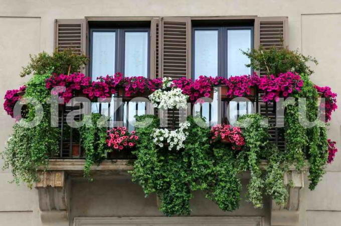 Cvjetni vrt na balkonu. Slika za članak služi za standardnu ​​licencu © ofazende.ru