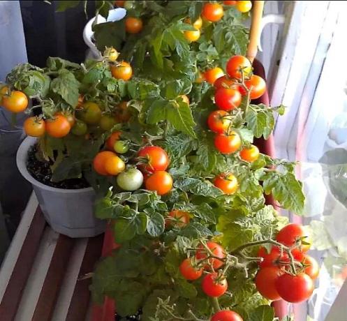 Žetva rajčice na prozorskoj dasci