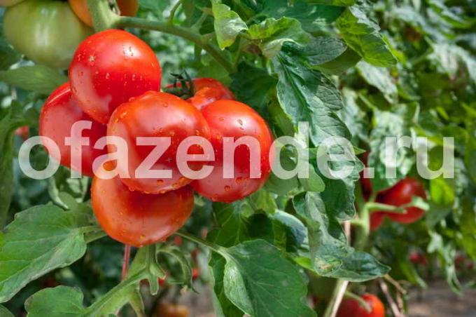 Rani sorti rajčice. Slika za članak služi za standardnu ​​licencu © ofazende.ru