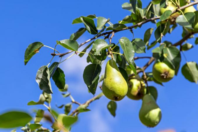 Zašto otpasti jajnika i plod jabuke, šljive, trešnje i drugog drveća
