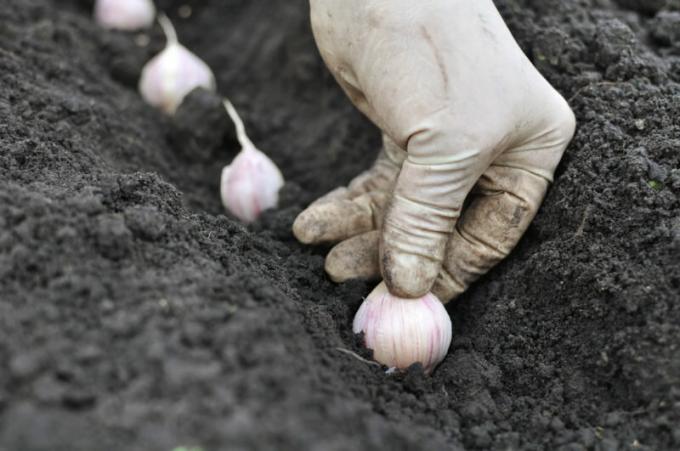 Vrtlari trebaju znati pravila češnjaka sadnje prije zime. Slika za članak služi za standardnu ​​licencu © ofazende.ru