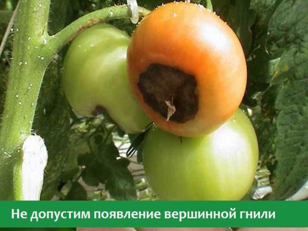 Blossom medljika rajčice (Foto iz otvorenih izvora Internet)