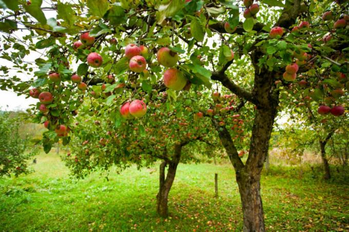 Mnogi vrtlari su suočeni s takvim problemom, kada su jabuke trunu jabuke. Slika za članak služi za standardnu ​​licencu © ofazende.ru