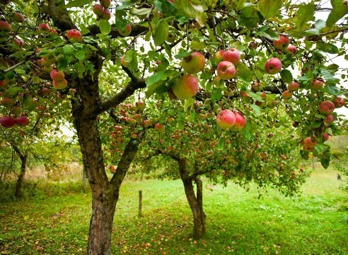 Kako rastu jabuke stablo vrt