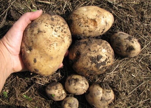Kao što sam rasti krumpir na svojoj zemlji, i uvijek dobiti dobru žetvu