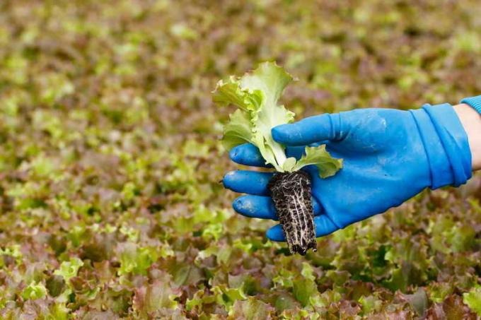 Romaine salata uzgaja postupak sadnica. Slika za članak služi za standardnu ​​licencu © ofazende.ru