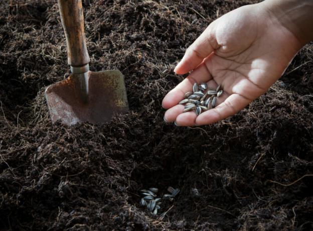 Tla i sjemena spremna za sadnju. Slika za članak služi za standardnu ​​licencu © ofazende.ru