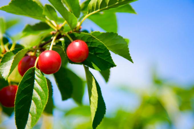 Prolijevanja voća trešnje i višnje. Slika za članak služi za standardnu ​​licencu © ofazende.ru