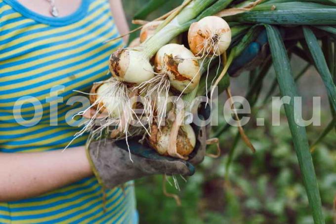 Uzgoj luk. Slika za članak služi za standardnu ​​licencu © ofazende.ru