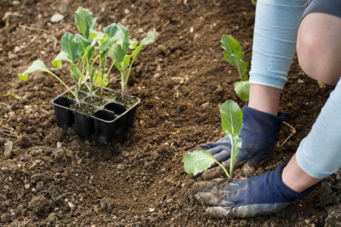 Karfiol je bogat hranjivim tvarima i vitaminima, tako da mnogi vrtlari ga rasti. Slika za članak služi za standardnu ​​licencu © ofazende.ru