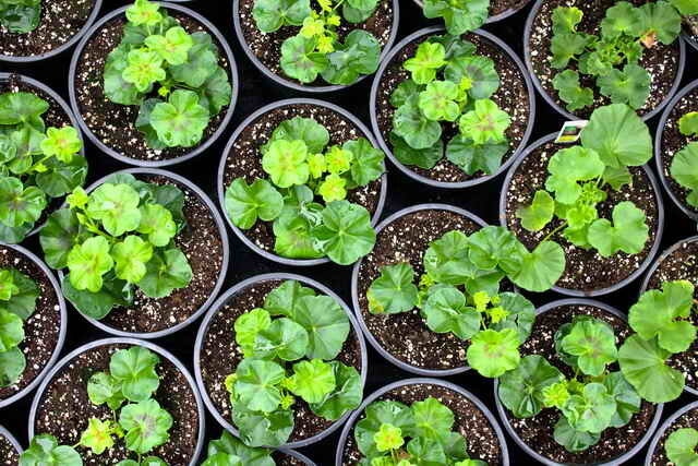 Klijanje sjemena može se koristiti od sušenog i čvrsto zbijenih tablete podloge (Foto koristiti pod standardnim licencom © ofazende.ru)