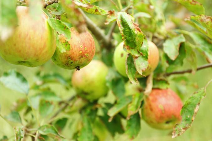 Često, vlasnici web suočeni s činjenicom da su jabuke i kruške se savijaju lišće. Slika za članak služi za standardnu ​​licencu © ofazende.ru