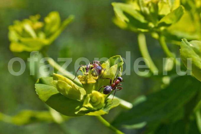 Vrt mravi. Slika za članak služi za standardnu ​​licencu © ofazende.ru