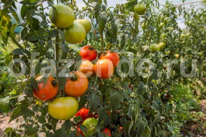 Zrenja rajčice. Slika za članak služi za standardnu ​​licencu © ofazende.ru