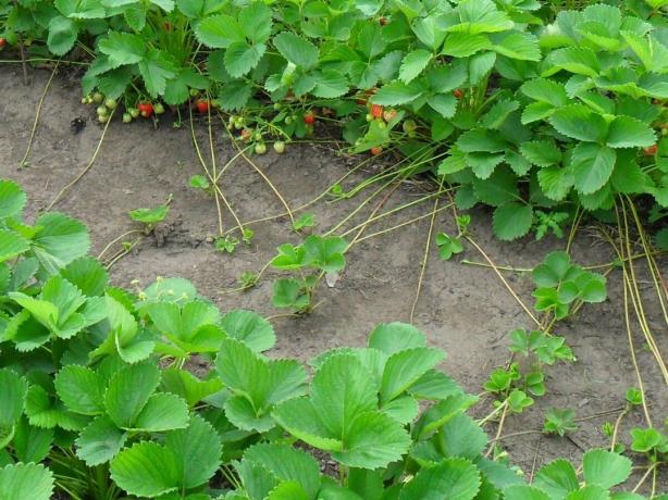 Kako rastu jagode iz sjemena uspješno i bez problema, a da li će to učiniti na sve