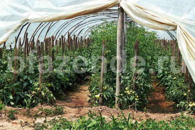 Uzgoj rajčice u stakleniku. Slika za članak služi za standardnu ​​licencu © ofazende.ru