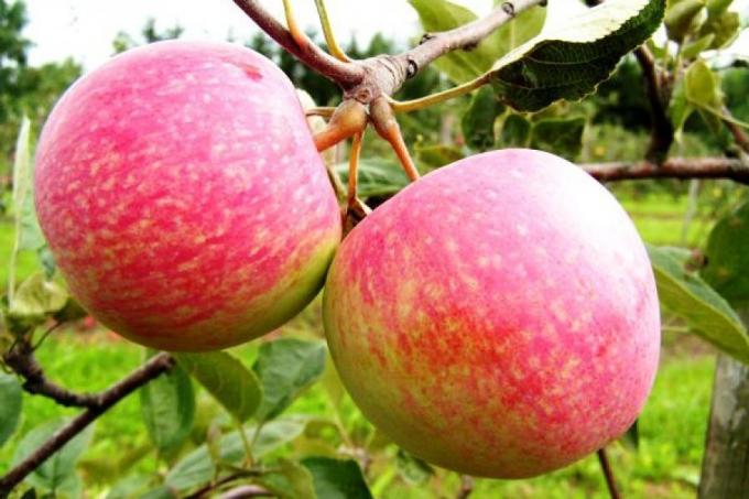 Pripremite jabuku na sljedeću sezonu. Kako povećati sljedeće godine žetve 1,5 puta